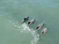 Hector's dolphins